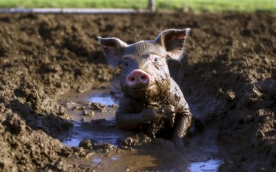 SLOP. Why this word matters to you.