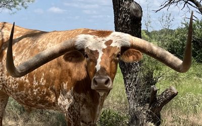 UT Longhorn’s Miracle Victory & how that relates to your speeches